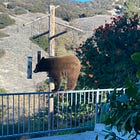 An open letter to the California Black Bears residing in Claraboya, Wilderness Park adjacent to the Village of Claremont in Los Angeles County, State of California.