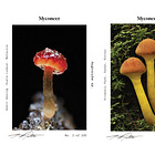 Limited Edition Mushroom Prints for Paid Subscribers