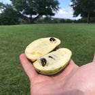 Harvest Health from Your Backyard: The Nutritional Power of Pawpaw Trees