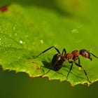The Existential Horror of Becoming an Ant