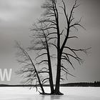 The Weight Of Snow