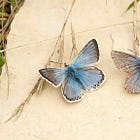 A taste of summer - Butterflies Haiku
