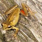 North QLD’s newly discovered frogs