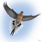 Repost: Interview with Ben Novak, De-Extinction Biologist working to Bring Back Passenger Pigeons