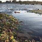 Seagrass seed collection