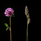 Deconstructing an Alpine Meadow