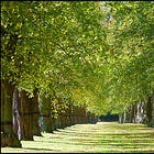 Lime Avenue in The Scent of Water