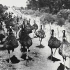 Homie History: The Australian Emu Wars