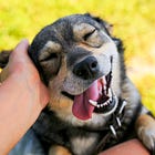 The Asian pet industry