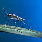 The Florida Mosquito "Nightmare"