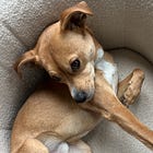 Issue #102: How My Dog Toast Helped Me Heal from My Breakup