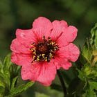 Nepal Cinquefoil