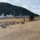 The Elk in Estes Park