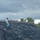 Defy expectations. Standout like a Blue-footed Booby