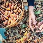 Native Plants Were Food and Medicine for the Wappo People
