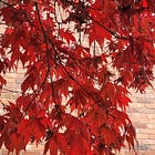 Planning Commission Takes On Trees