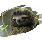 The Sloth and the Greenland Shark