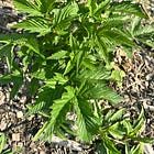 Herb growing recommendations