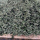 May Letter: A City in Bloom