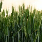 What makes for good soil in Christ’s Parable of the Sower?