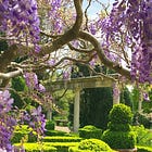 The best wisteria for your garden, and a visit to a very secret garden in Venice