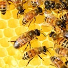 Probiotiques et abeilles
