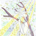 Sugarcane 