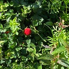 Rx. Micro-Dose Yourself with Nature! 