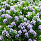 Rosemary - Your Pantry's Surprising Aromatic Pharmacy 