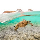 Turning the tide for our blue planet