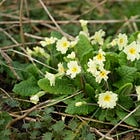 Primula vulgaris | primrose