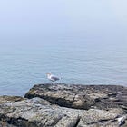 A Gull Barfing by the Sea