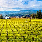 Sunday E-dition: Mustard Time in Napa