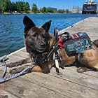 OSDSS Service Dog Conflict Highlights Burdensome Process for Disabled Students