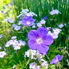 Havenwood June Garden Tour
