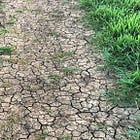 From Grandma's Field to Green Revolution