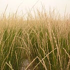 Kernza® → A Grain of the Future!