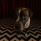David Lynch's Twin Peaks and Donald Trump's America