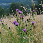 Wild Plant A-Z