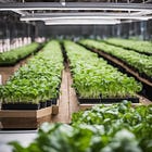 Seeds of Change: Navigating the Highs and Lows of Europe's Indoor Vertical Farming Industry