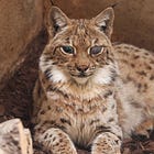 Sauvetage d'un Lynx boréal dans les Vosges.