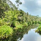 Lettera dal Borneo 