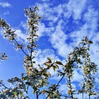 Comme des nuages dans le ciel...