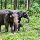 Nagarahole: An Exemplar of Conservation 
