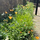 10 plants for early May colour