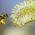 L'importance du pollen en début de saison apicole