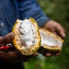 Rewriting the History of Cacao