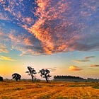 The scent of Sebastopol in summer