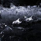 Feast of Carrion