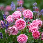 The Top 50 best roses for cut flowers